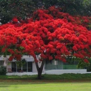 10 Red Flamboyant Tree Seeds - Royal Poinciana Delonix Regia - Fresh Harvest - Image 4