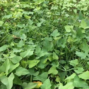 10 Red Japanese Sweet Potato Cuttings - Organic, Ready to Plant Slips - Image 5