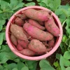 10 Red Japanese Sweet Potato Slips - Well Rooted Live Plants - Ipomoea Cultivar - Image 1