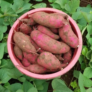 10 Red Japanese Sweet Potato Slips - Well Rooted Live Plants - Ipomoea Cultivar - Image 1