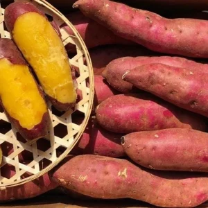 10 Red Japanese Sweet Potato Slips - Well Rooted Live Plants - Ipomoea Cultivar - Image 2