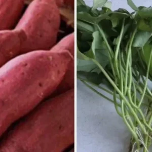 10 Red Japanese Sweet Potato Slips - Well Rooted Live Plants - Ipomoea Cultivar - Image 3