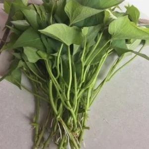 10 Red Japanese Sweet Potato Slips - Well Rooted Live Plants - Ipomoea Cultivar - Image 5