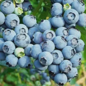 10 Reka Blueberry Starter Plug Live Plant - Vaccinium corymbosum - Image 6
