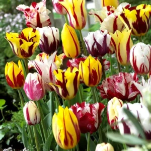 10 Rembrandt Tulip Bulbs Mixed Colors - Easy Grow Perennial Flowers - Image 2
