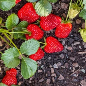 10 Seascape Strawberry Bare Roots - Everbearing Fragaria ananassa Fruit Plants for Zones 4-8 - Image 2