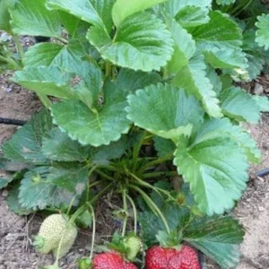 10 Sequoia Strawberry Bare Roots - Fragaria × ananassa - Sweet, Everbearing Variety - Image 3