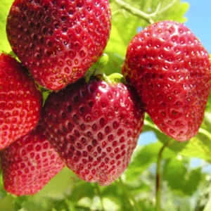 10 Sequoia Strawberry Bare Roots - Fragaria × ananassa - Sweet, Everbearing Variety - Image 5