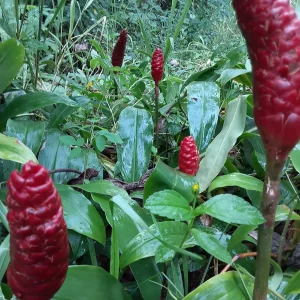 10 Shampoo Ginger Rhizomes (Zingiber zerumbet) - Awapuhi Kuahiwi Tropical Plant - Image 1