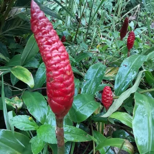 10 Shampoo Ginger Rhizomes (Zingiber zerumbet) - Awapuhi Kuahiwi Tropical Plant - Image 5