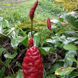 10 Shampoo Ginger Rhizomes (Zingiber zerumbet) - Awapuhi Kuahiwi Tropical Plant - Image 6