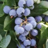 10 Sharpe Blue Blueberry Starter Plugs - Vaccinium corymbosum - Live Bare Root Plants - Image 1