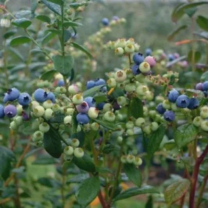 10 Sharpe Blue Blueberry Starter Plugs - Vaccinium corymbosum - Live Bare Root Plants - Image 3
