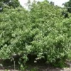 10 Silky Dogwood Tree Bare Root Live Plant, 12-24in Tall, Zones 5-8 - Image 1
