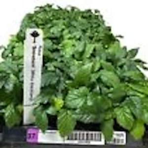 10 Snowbank White Blackberry Plant Starters - Rubus Perennial Fruit Bearing Bush - Image 3