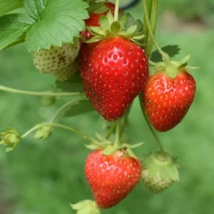 10 Sparkle Strawberry Bare Roots - Cold-Hardy Fragaria x ananassa - Image 7