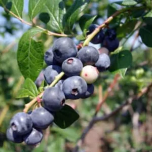 10 Springhigh Blueberry Starter Plug Plants - Vaccinium corymbosum - Southern Highbush - Image 5