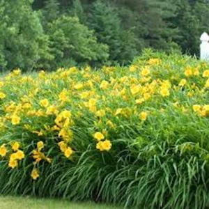 10 Stella De Oro Daylily Hemerocallis - Golden Yellow Perennial Bare Root Plants - Image 4