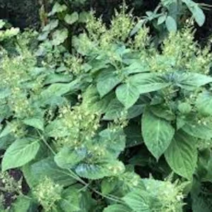 10 Stone Root Bare Root Plants - Collinsonia canadensis Organic Wildflower Transplant - Image 1