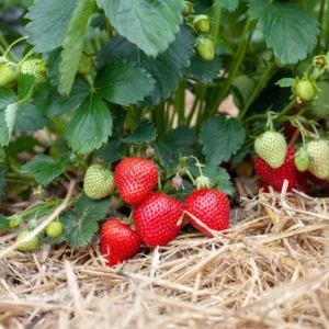 10 Surecrop Strawberry Bare Roots - Fragaria - Hardy June-Bearing Plants - Image 6