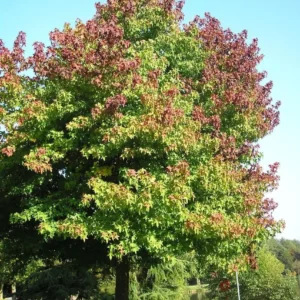 10 Sweet Gum Bare Root Seedlings 6-12