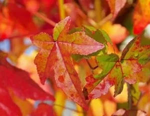 10 Sweet Gum Bare Root Seedlings 6-12