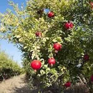 10 Sweet Pomegranate Tree Starter Plant - Punica granatum 'Sweet' - Fruit Tree - Image 4
