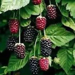 10 Thornless Boysenberry Live Plant – Starter Fruit Bush – Perennial – Outdoor - Image 4