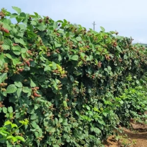 10 Thornless Galaxy Blackberry Starter Plugs - Rubus 'Galaxy' Live Plants - Image 3