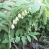 10 True Solomon's Seal Bare Root Plants - Organic Native Wildflower Polygonatum Biflorum - Image 1