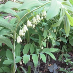 10 True Solomon's Seal Bare Root Plants - Organic Native Wildflower Polygonatum Biflorum - Image 8