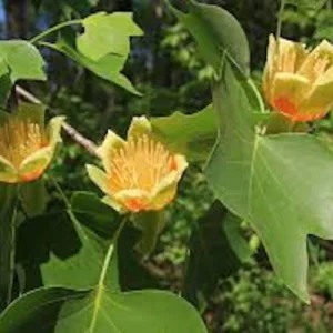 10 Tulip Poplar Tree 12-24 inch Bare Root Live Plants - Fast Growing Shade Tree - Image 4