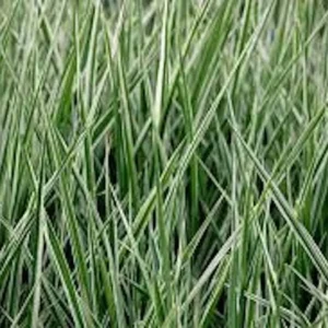 10 Variegated Monkey Grass Bare Roots - Liriope muscari 'Variegata' - Image 2