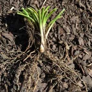 10 Variegated Monkey Grass Bare Roots - Liriope muscari 'Variegata' - Image 4