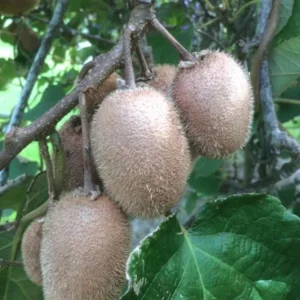 10 Vincent Kiwi Starter Plugs (Female) - Actinidia deliciosa Live Plant - Image 5