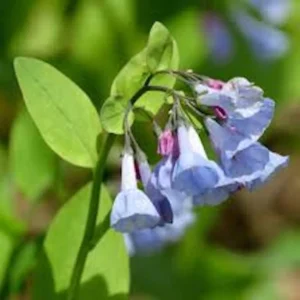 10 Virginia Bluebell Mertensia virginica Wildflower Bare Roots - Image 2
