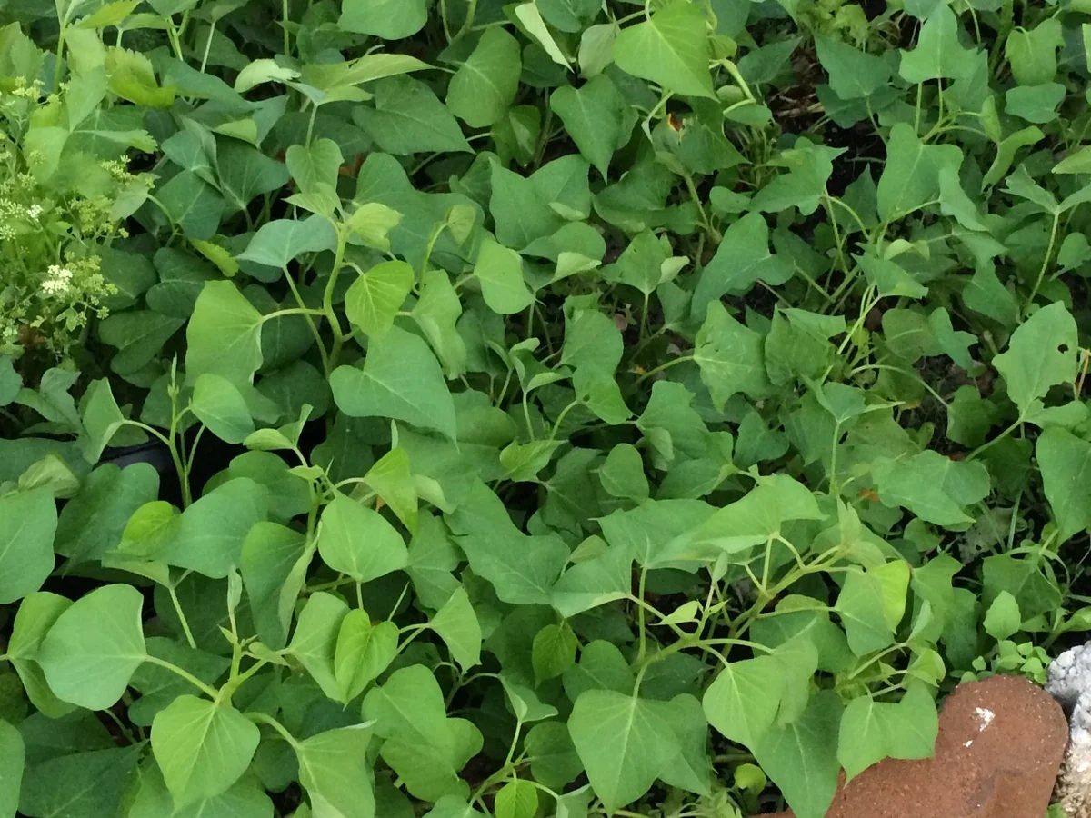 10 White Sweet Potato Slips - Asian Sweet Potato Cuttings for Planting - Image 7