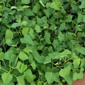 10 White Sweet Potato Slips - Asian Sweet Potato Plants for Growing - Image 7