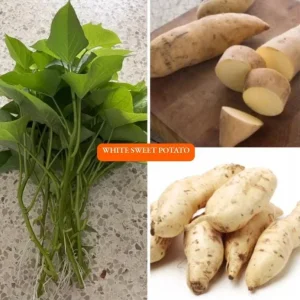 10 White Sweet Potato Slips – Live Plant – Well Rooted Sweet Potato Vine - Image 3