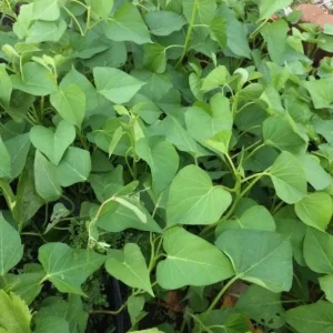 10 White Sweet Potato Slips – Live Plant – Well Rooted Sweet Potato Vine - Image 5
