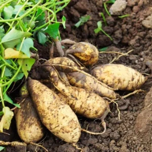 10 White Sweet Potato Slips – Live Plant – Well Rooted Sweet Potato Vine - Image 1