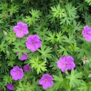 10 Wild Geranium Maculatum Bare Roots - Organic Cranesbill Plants - Image 3