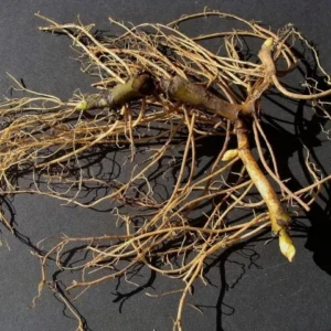 10 Wild Ginger Plants Asarum Canadense Bare Root Native Perennial - Image 4