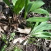 10 Wild Ramps Bulbs - Bare Roots Wild Leeks (Allium tricoccum) - Image 1