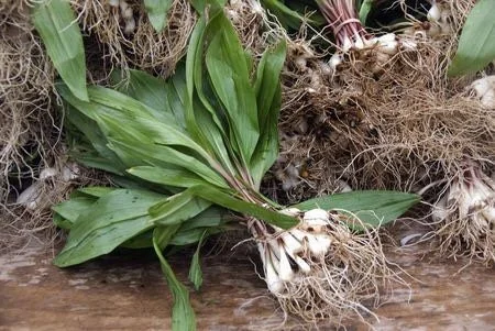 10 Wild Ramps Bulbs - Bare Roots Wild Leeks (Allium tricoccum) - Image 4
