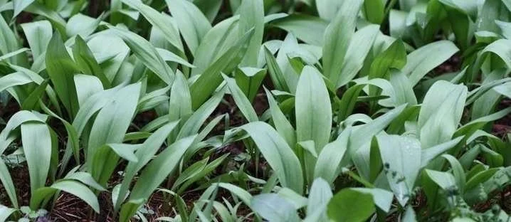 10 Wild Ramps Bulbs - Bare Roots Wild Leeks (Allium tricoccum) - Image 5