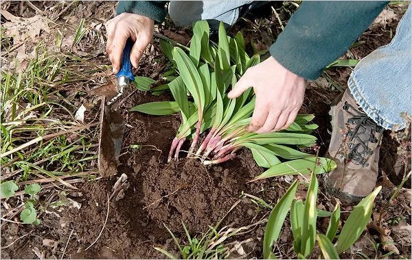 10 Wild Ramps Bulbs - Bare Roots Wild Leeks (Allium tricoccum) - Image 7