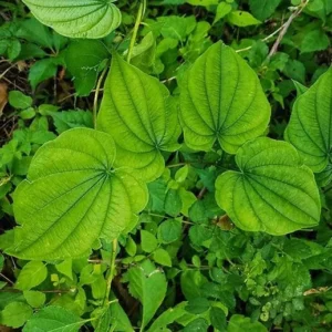 10 Wild Yam Plants Dioscorea Villosa Bare Root Perennial Vine Native Wildflower - Image 9