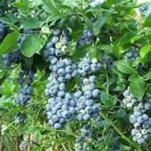 10 Windsor Blueberry Starter Plug - Southern Highbush Vaccinium corymbosum Live Plant - Image 7