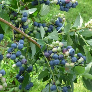 10 Windsor Blueberry Starter Plug - Southern Highbush Vaccinium corymbosum Live Plant - Image 8